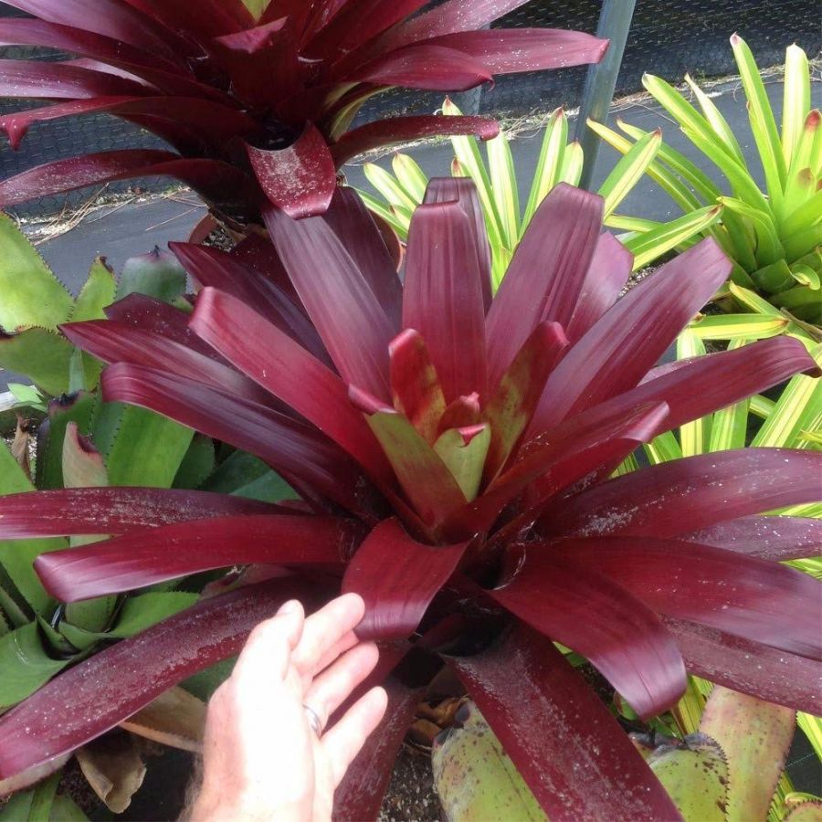 Bromélias e o combate à dengue: de vilã a heroína 