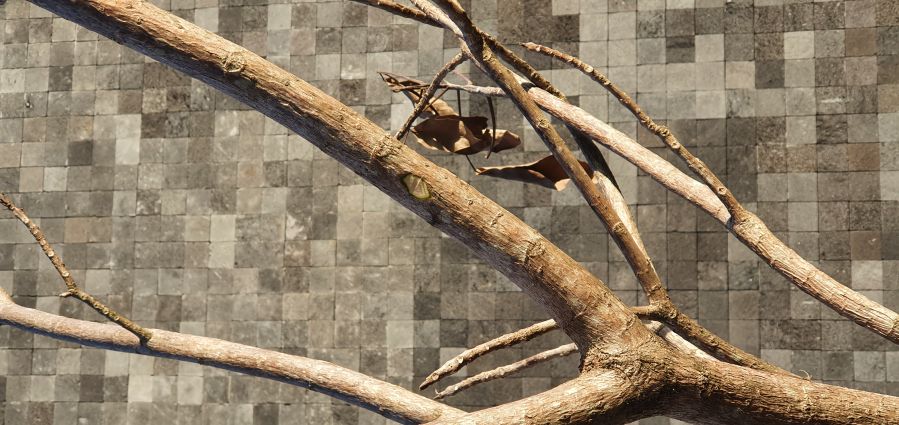 Você sabe identificar se uma árvore está morta?