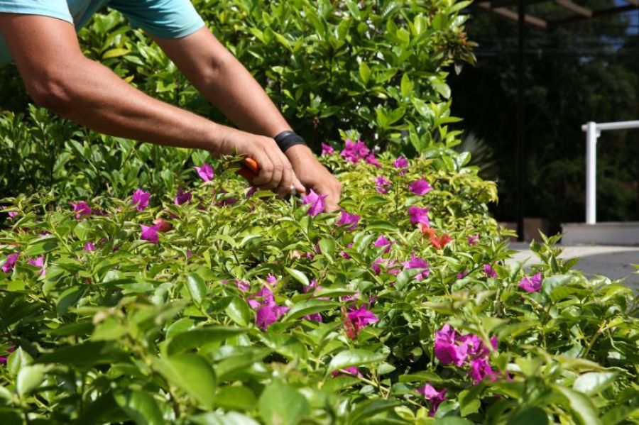 Quanta água uma árvore recém plantada precisa?