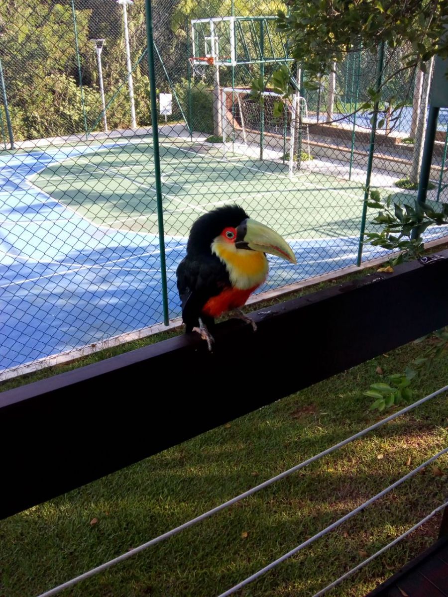 Paisagismo com plantas nativas