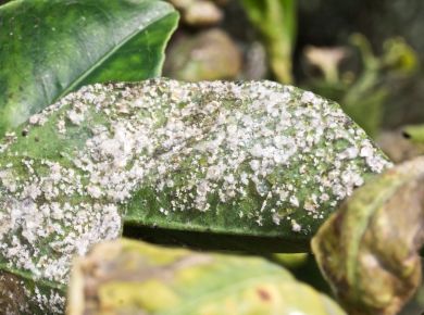 Pragas no jardim: como identificar