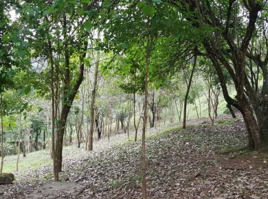 RECUPERAÇÃO DE TALUDES DEGRADADOS 