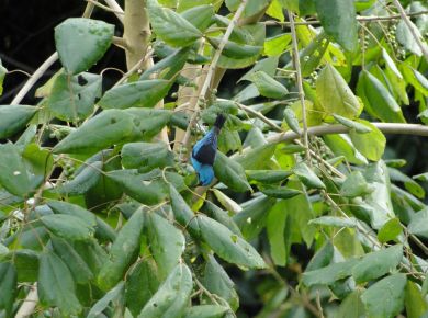 RECUPERAÇÃO DE TALUDES DEGRADADOS 