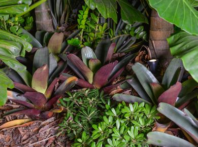 Le Nôtre na Casacor Santa Catarina 2019