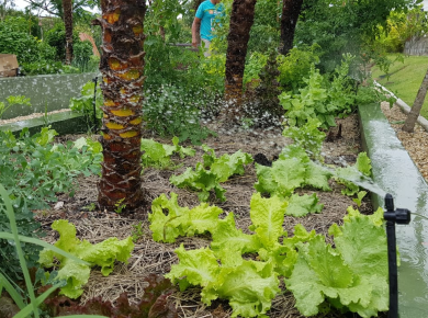 Irrigação de Horta com água da chuva