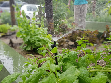 Irrigação de Horta com água da chuva