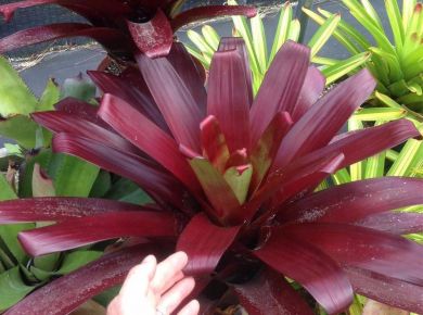 Bromélias e o combate à dengue: de vilã a heroína 