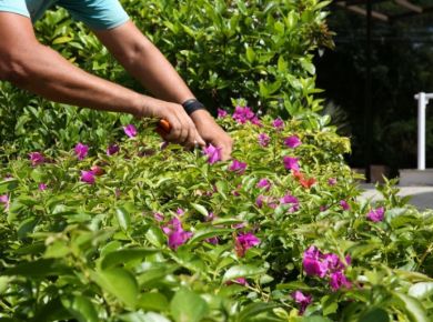 Quanta água uma árvore recém plantada precisa?
