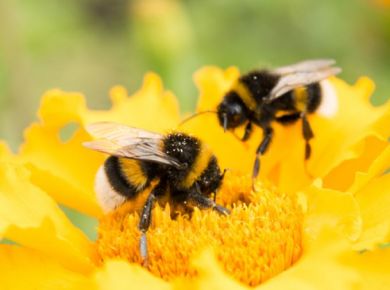 Abelhas: um grande potencial e seu futuro nos jardins