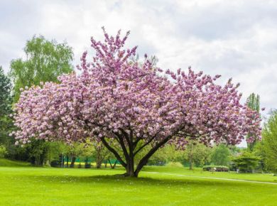 As raizes expostas de árvores são uma coisa ruim? Vamos a raiz do problema!