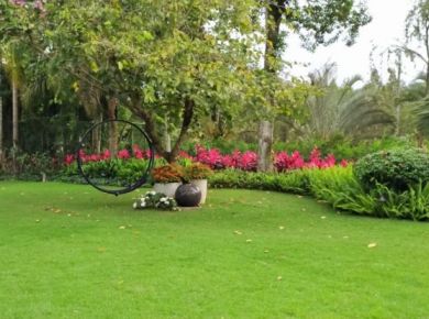  Preparando seu jardim para o verão: 4 dicas para se preparar para dias longos e calor pela frente