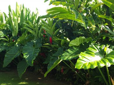 Funcionalidades de um jardim