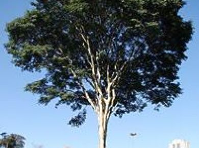 Árvore Pau Ferro no paisagismo 