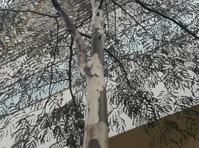 Árvore Pau Ferro no paisagismo 