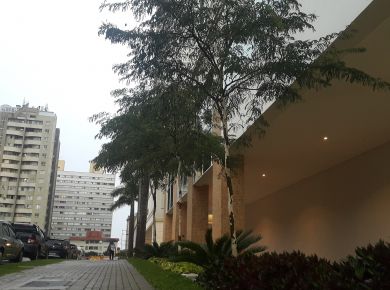 Árvore Pau Ferro no paisagismo 