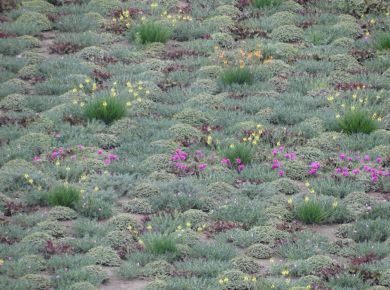 Telhado Verde agora é lei em Blumenau SC 