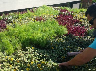 Telhado Verde agora é lei em Blumenau SC 
