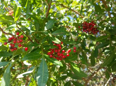 Paisagismo com plantas nativas