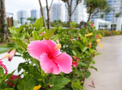 Paisagismo com plantas nativas