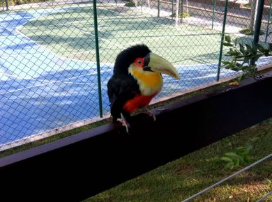 Paisagismo com plantas nativas