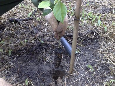 Paisagismo com plantas nativas