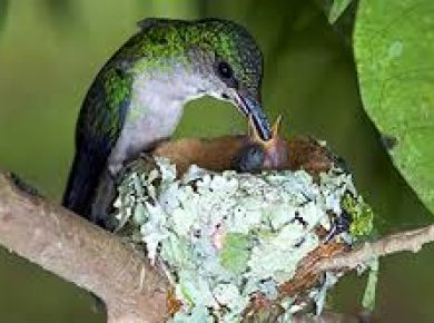 Paisagismo com plantas nativas