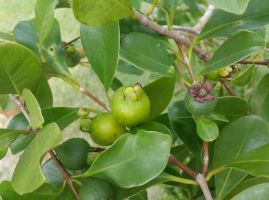 Paisagismo com plantas nativas