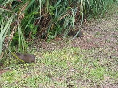 Paisagismo com plantas nativas