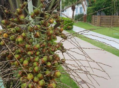 Paisagismo com plantas nativas