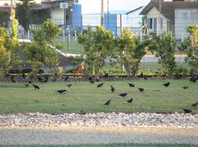 Paisagismo com plantas nativas