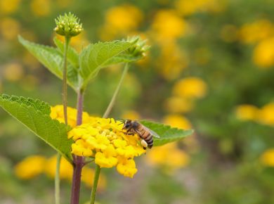 Paisagismo com plantas nativas