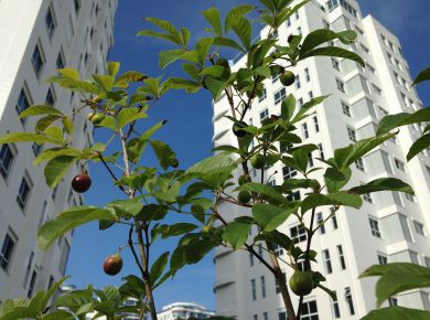 Paisagismo com plantas nativas