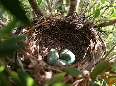 Paisagismo com plantas nativas