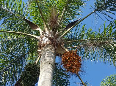 Paisagismo com plantas nativas